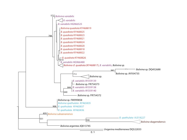 Assessing SSU rDNA Barcodes in Bolivinacea (Foraminifera) - Borrelli-et-al.-2018a